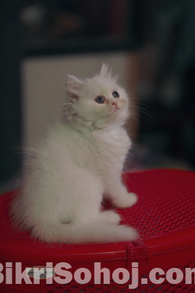 Traditional Persian kitten